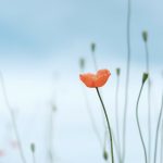 Trauerbegleitung mit Yoga Regensburg in Gruppen